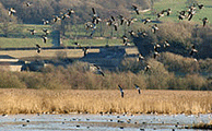 Leighton Moss